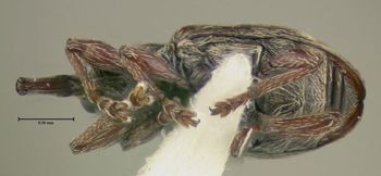Media type: image;   Entomology 613526 Aspect: habitus ventral view